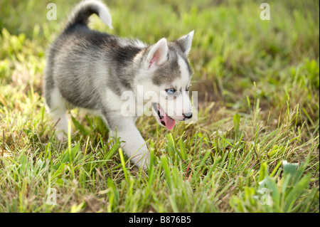 Siberian Husky dog - puppy on meadow Stock Photo