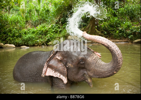 Elephant washing in river Sri Lanka 3697 Stock Photo