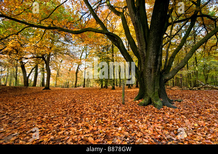 Beech Tree Woodland on The Edge, Alderley Edge, Cheshire, England, UK Stock Photo