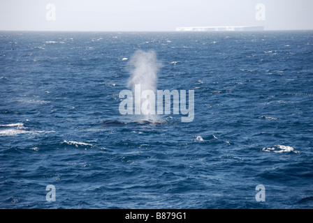 Antarctic Fin Whale Balaenoptera physalus spouting on surface Scotia Sea Antarctica Stock Photo