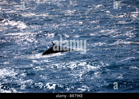 Antarctic Fin Whale Balaenoptera physalus Scotia Sea Antarctica Stock Photo