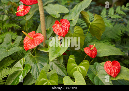 Red anthuriums. Los Angeles County Arboretum and Botanic Garden, Los Angeles, California, USA. Stock Photo