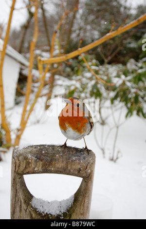 ROBIN Erithacus rubecula PERCHING ON FORK HANDLE IN SNOW COVERED GARDEN Stock Photo