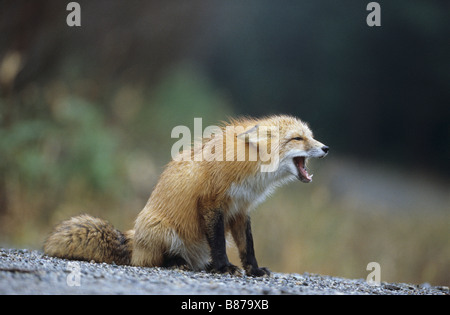 red fox - sitting / Vulpes vulpes Stock Photo