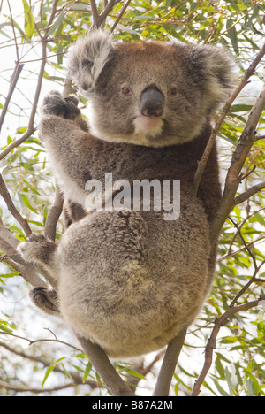 Koala 'Phascolarctos cinereus' on natural Gum tree Stock Photo