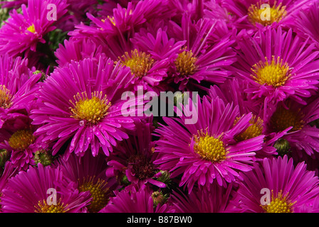 Aster 01 Stock Photo