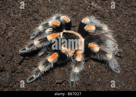 Mexican Red Knee Tarantula, Spider Captive from USA. Stock Photo