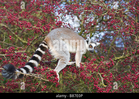Ring tailed lemur in tree, in captivity Stock Photo