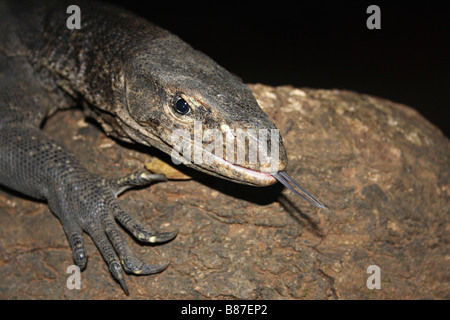 Bengal/Common Indian Monitor, Varanus bengalensis, Marol, Andheri, Mumbai. Stock Photo