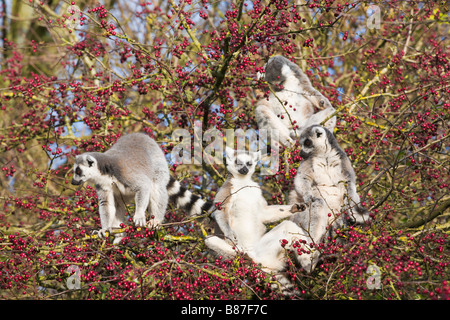 Ring tailed lemurs in a hawthorn tree, in captivity Stock Photo