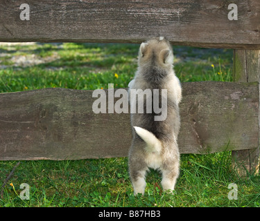 Siberian Husky dog - puppy at fence Stock Photo