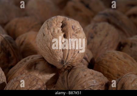pile of walnuts in their shell Stock Photo