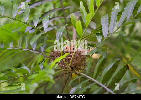 Baby birds open their beaks hoping for food Stock Photo