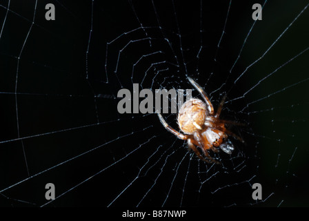 Spider in its web Stock Photo