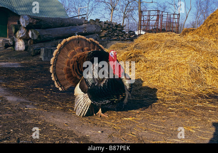Turkey on farm Stock Photo
