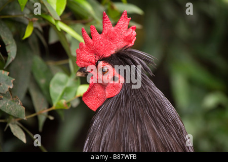 Male red junglefowl gallus gallus Stock Photo