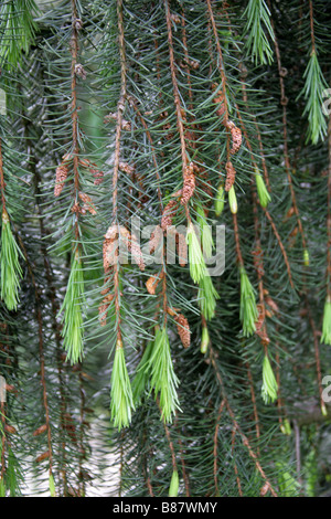 Brewer Spruce Flowers aka Brewer's Weeping Spruce, Picea breweriana, Pinaceae Stock Photo