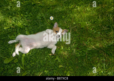 half breed dog puppy - lying on meadow Stock Photo