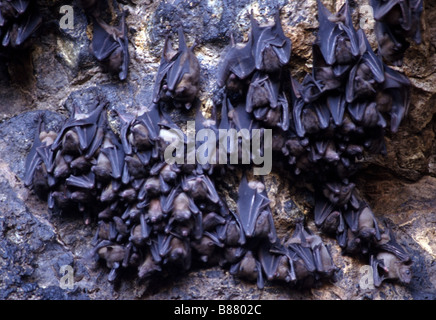 Fruit bats or Flying fox (Pteropus sp.) in Bali's cave Stock Photo