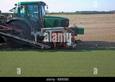 Commercial grass turf cutting Sutton Suffolk England Stock Photo