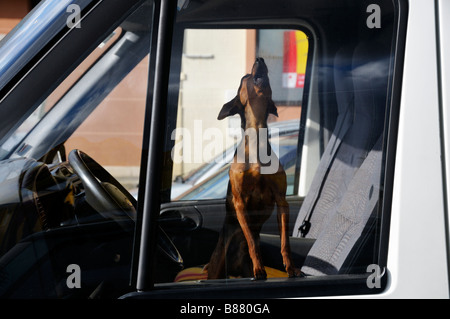 Stock photo of a little dog hpwling in the front seat of a van Stock Photo