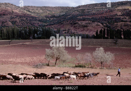 A farmer with his flock crosses a landscape of red earth filelds near Alcaraz in the Siera de Alcaraz Albacete, Province, Spain Stock Photo