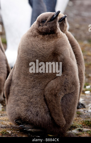 king penguin colony Volunteer Point Stanley Falkland Islands Stock Photo