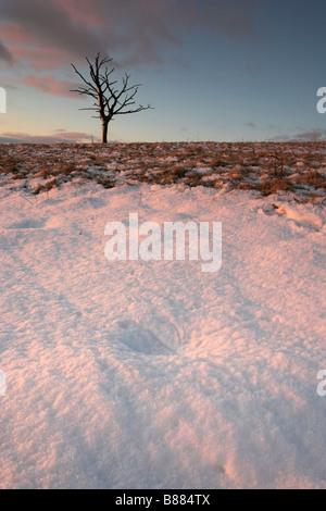 Lone dead tree on top of a hill in Winter snow at sunrise at Bell Busk near Malham in The Yorkshire Dales U.K