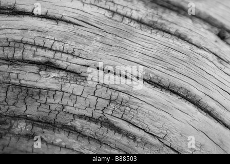 Close-up of the bark of a dead tree, damaged and cracked by the elements Stock Photo