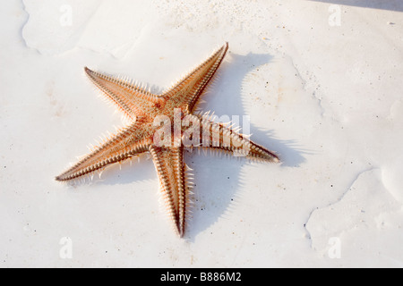 starfish Stock Photo