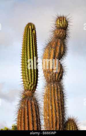 close up of Candelabra cactus, Jasminocereus thouarsii var delicatus, growing at Dragon Hill, Santa Cruz Island, Galapagos Islands, Ecuador in Sept Stock Photo