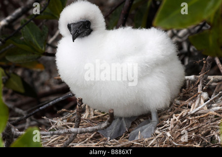 young Red footed booby boobie chick, Sula sula websteri, on nest at Darwin Bay Beach, Genovesa Island, Galapagos Islands, Ecuador in September Stock Photo