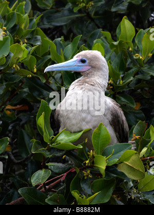 Red footed booby boobie, Sula sula websteri, perched in tree at Darwin Bay Beach, Genovesa Island, Galapagos Islands, Ecuador in September Stock Photo