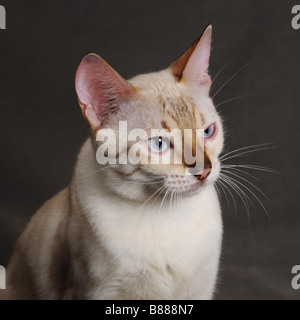 Portrait of lovely snow bengal cat Stock Photo