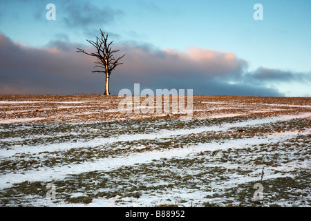 Lone dead tree on top of a hill in Winter snow at Bell Busk near Malham in The Yorkshire Dales U.K Stock Photo