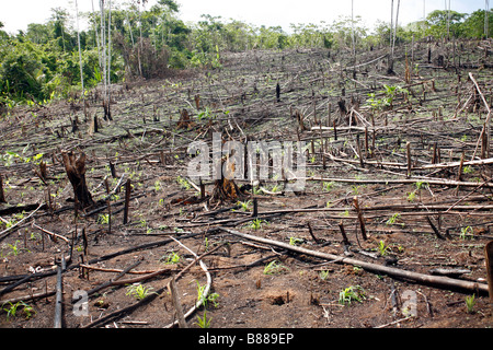 Rainforest cleared for slash and burn agriculture in Loreto Province, Peru, planted with maize Stock Photo