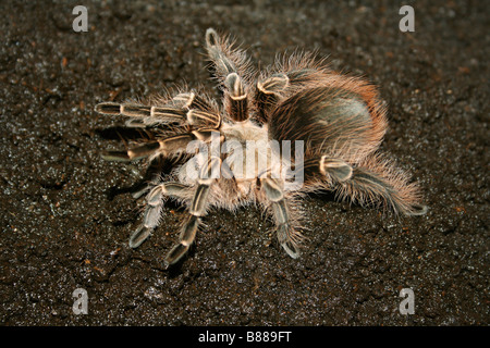 Pink Zebra Beauty, Tarantula, Spider Captive from USA Stock Photo - Alamy