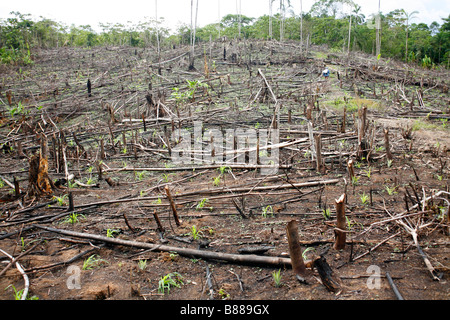 Rainforest cleared for slash and burn agriculture in Loreto Province, Peru, planted with maize Stock Photo