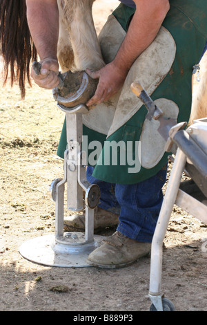 A farrier cleans the hoof of a horse using a special stand and special hand tools Stock Photo