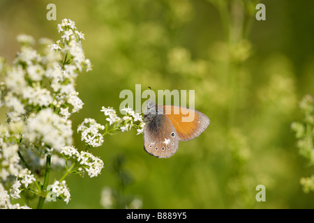 Adult Chestnut Heath Butterfly (Coenonympha glycerion) feeds on flowers. Stock Photo