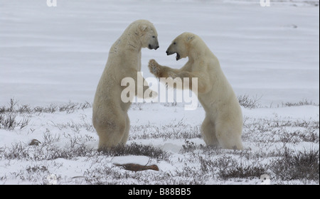 Two young male polar bears sparing on the frozen tundra of Wapusk National Park, Churchill, Manitoba, Canada. Stock Photo