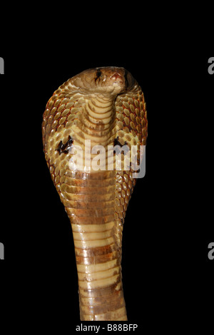 SPECTACLED COBRA. Naja naja. Venomous, common. Closeup of Indian Cobra . Panvel, Maharashtra, India Stock Photo