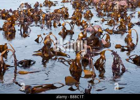 Kelp (laminaria digitata, or Tangle Oarweed) exposed on a low spring tide. Stock Photo