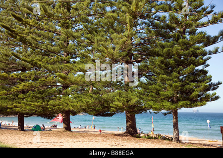 Araucaria heterophylla, row of Norfolk pine trees at Whale Beach in Northern Sydney, New South Wales,Australia Stock Photo
