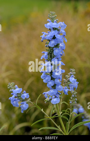 Azure Blue sage, Blue Sage (Salvia azurea), flowers Stock Photo