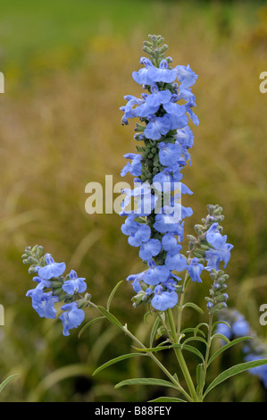 Azure Sage, Blue Sage (Salvia azurea), flowers Stock Photo