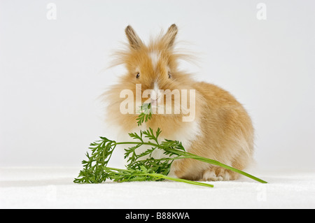 young lion-headed dwarf rabbit - munching Stock Photo