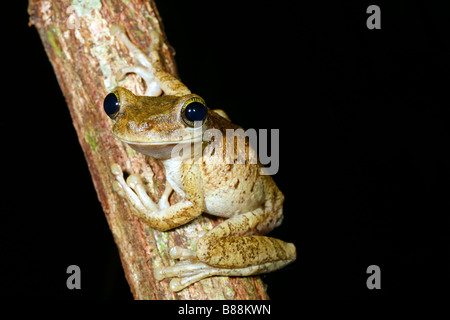 Giant broad-headed treefrog (Osteocephalus taurinus) Stock Photo