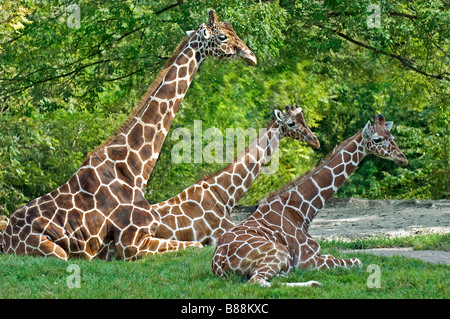 giraffe and two cubs - lying Stock Photo