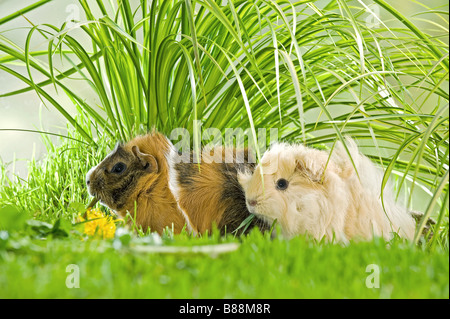 young Angora guinea pig and young Rosette guinea pig Stock Photo